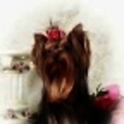 IZ