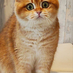 IS
