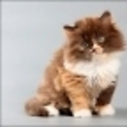 OM