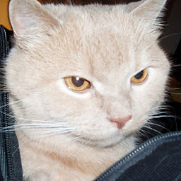 AM