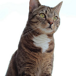 OF