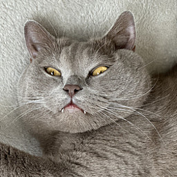 V