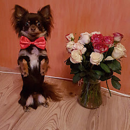 DZ