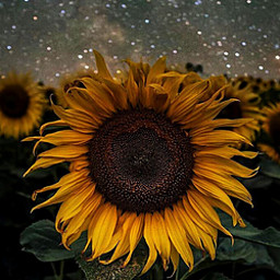 AA