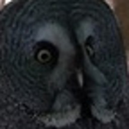 PT