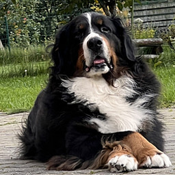 VF