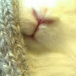 SS