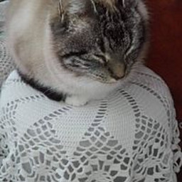 MS