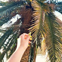 K