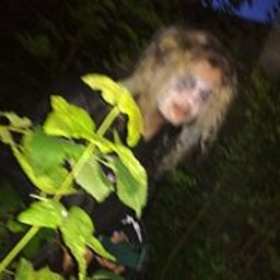 SE