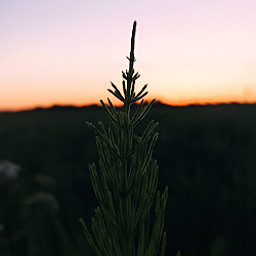 AM
