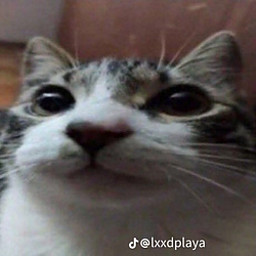 AP