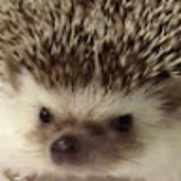 SN