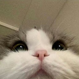 MN