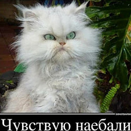 АА