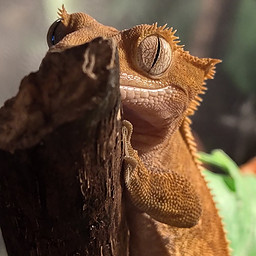 KE