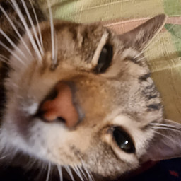МС