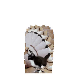HL