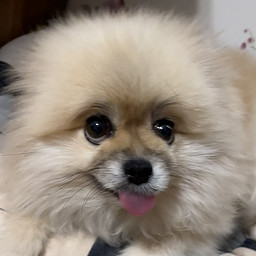 O
